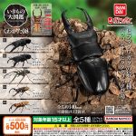 กาชาปอง Stag Beetles Kuwagata 08 Capsule Figure