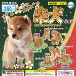 กาชาปอง Shiba Inu Dog Capsule Figure Collection