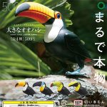 กาชาปอง Big Toucan Nature Techni Colour Figure